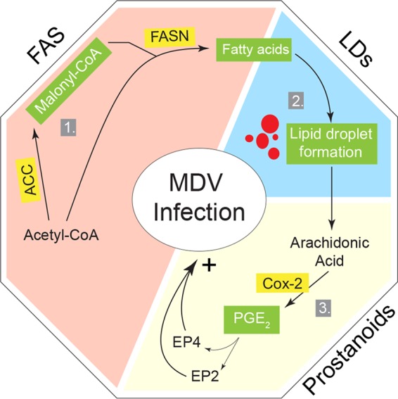 FIG 6