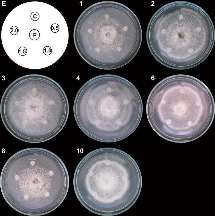 Fig. 6