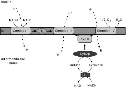 Fig. 1.