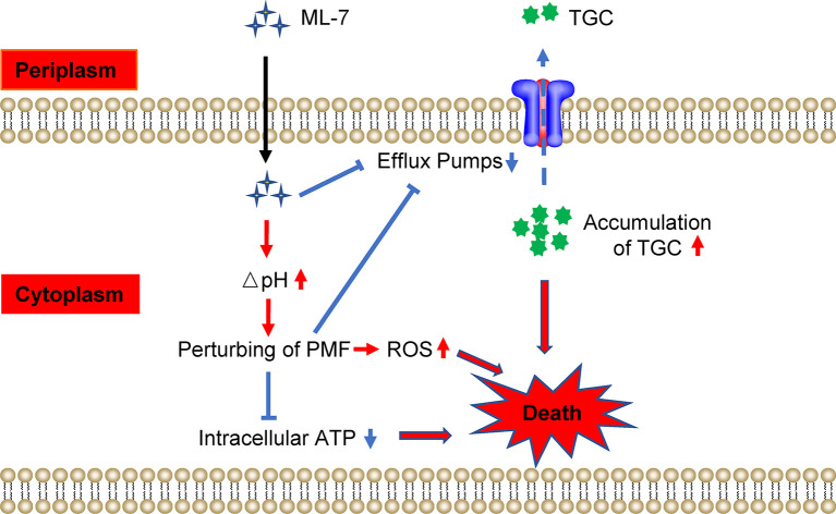 Figure 6