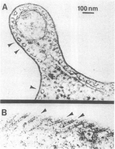 graphic file with name pnas00658-0615-a.jpg