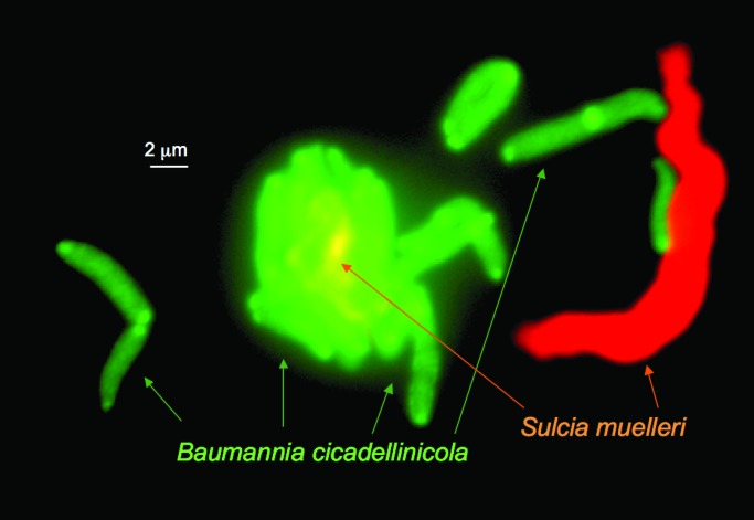 Fig. 3.