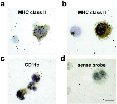 FIG. 1.