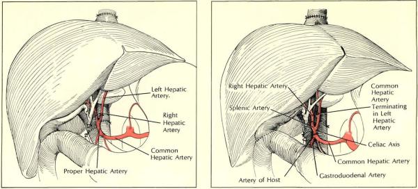 graphic file with name nihms-247414-f0006.jpg