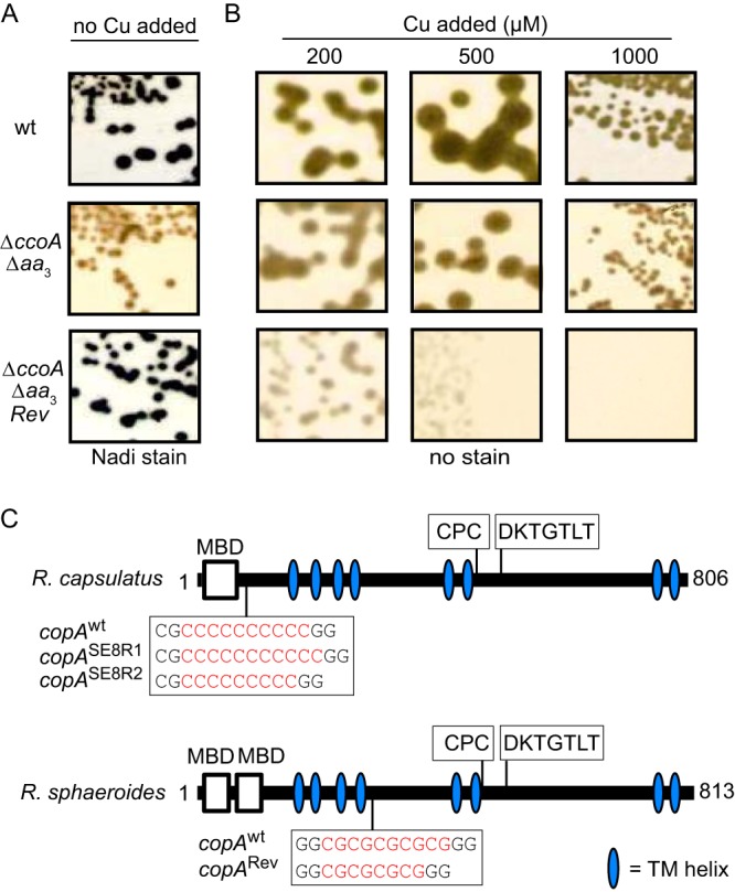 FIG 4 