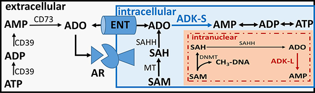 graphic file with name nihms-1644564-f0003.jpg