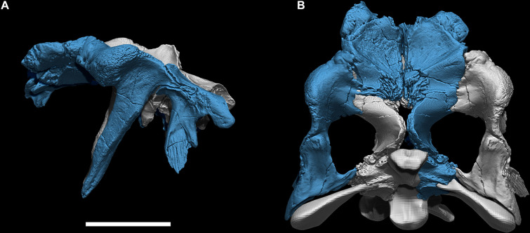 Appendix 5—figure 2.