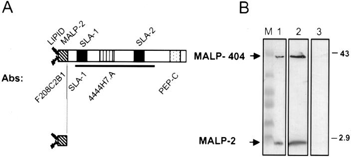 FIG. 1.