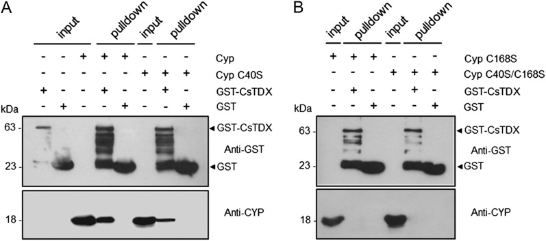 Figure 5.