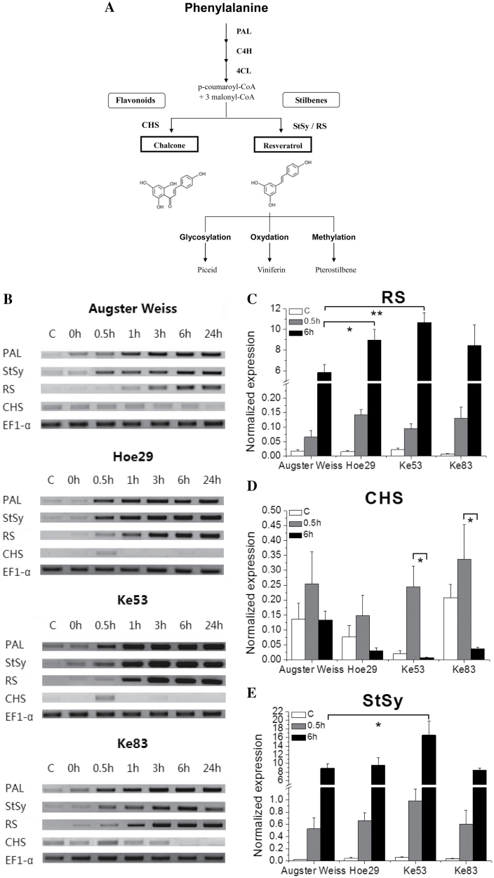 Fig. 6.