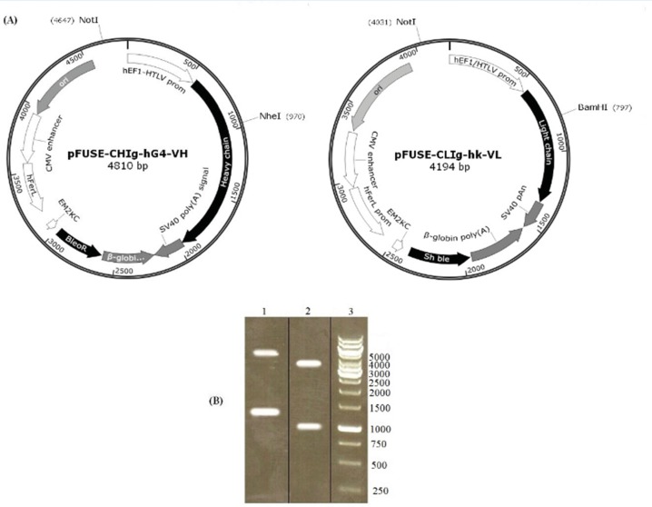 Effect of Cysteamine on Cell Growth and IgG4 Production in Recombinant ...