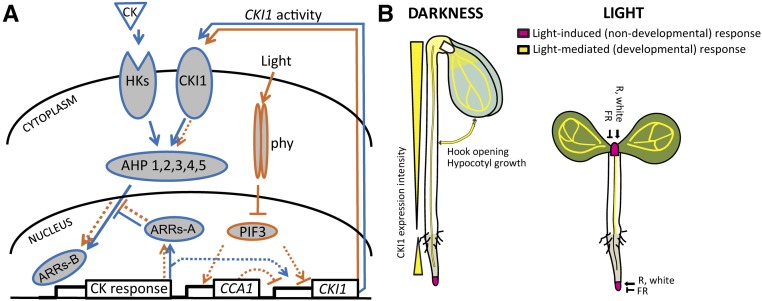 Figure 5.