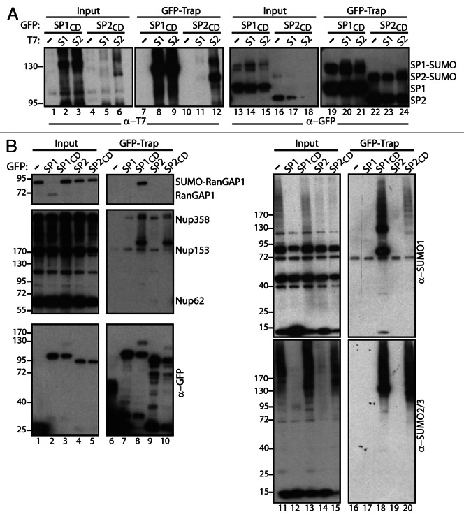 graphic file with name nucl-3-349-g2.jpg