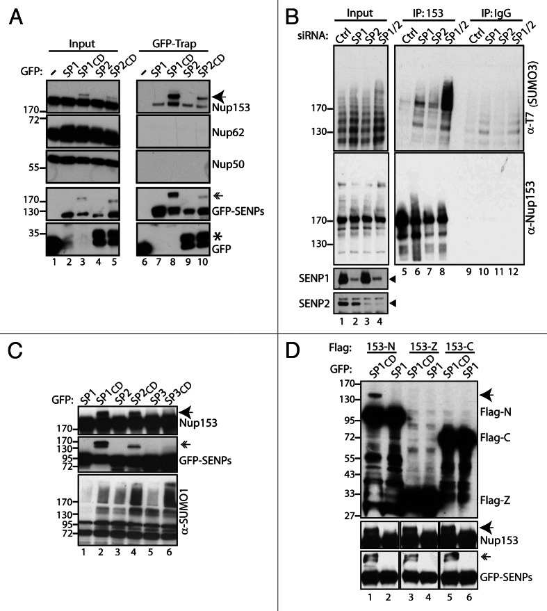 graphic file with name nucl-3-349-g1.jpg