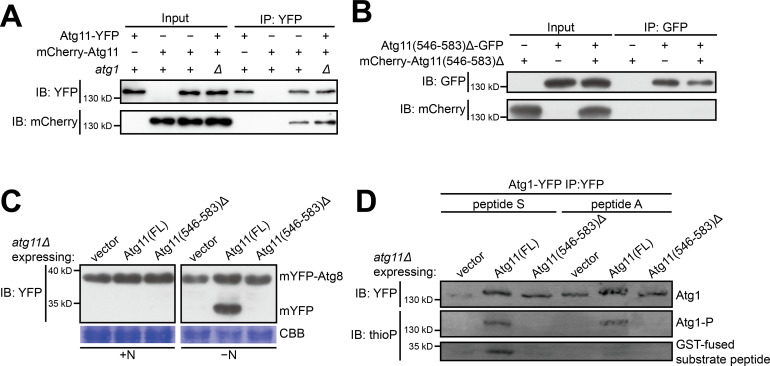 Figure 3—figure supplement 1.