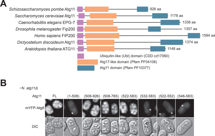 Figure 1—figure supplement 2.