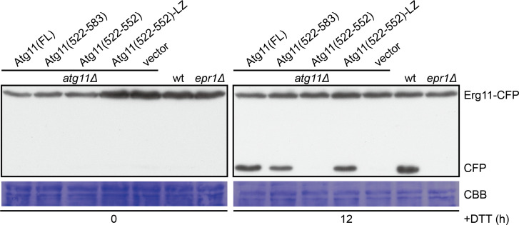 Figure 3—figure supplement 2.