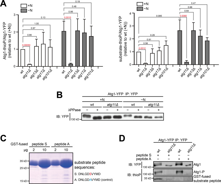 Figure 1—figure supplement 1.