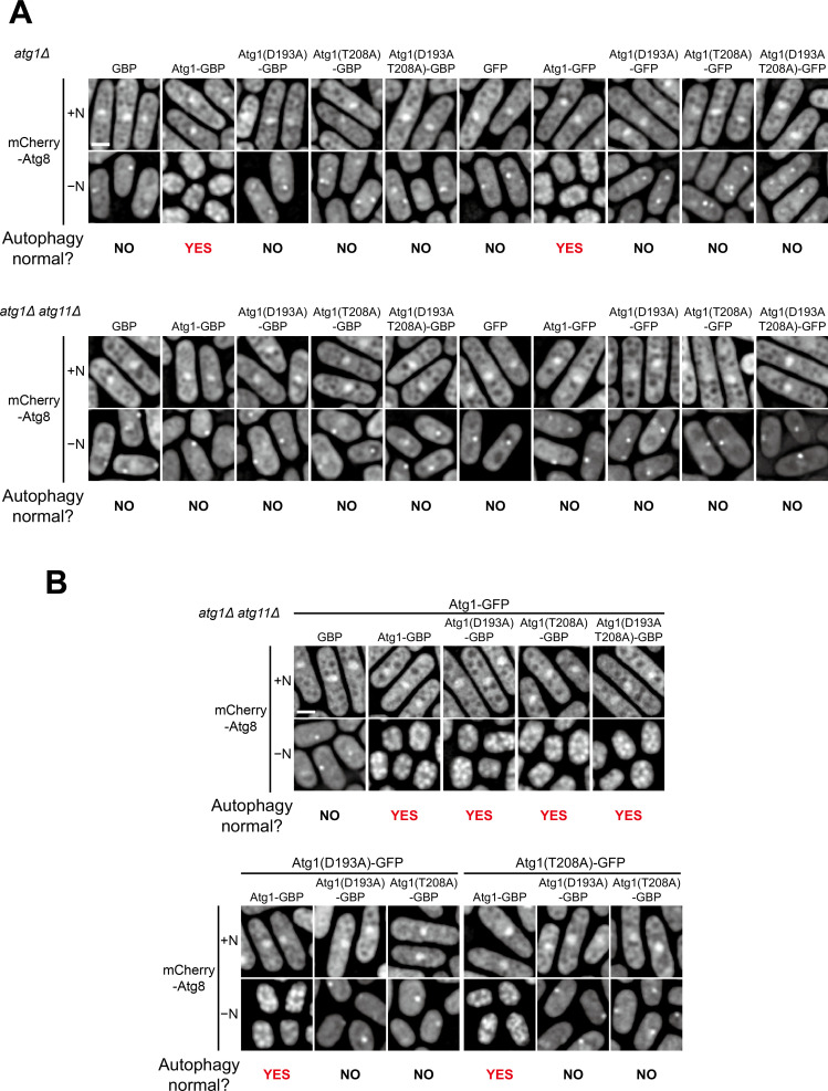 Figure 4—figure supplement 1.