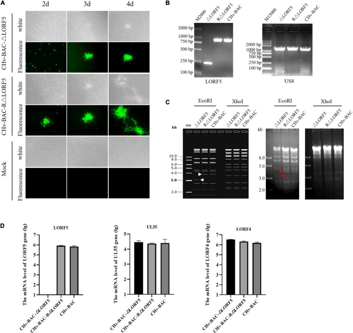 FIGURE 2