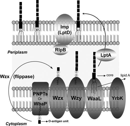 FIGURE 1.