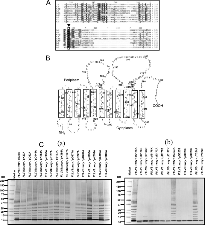 FIGURE 4.