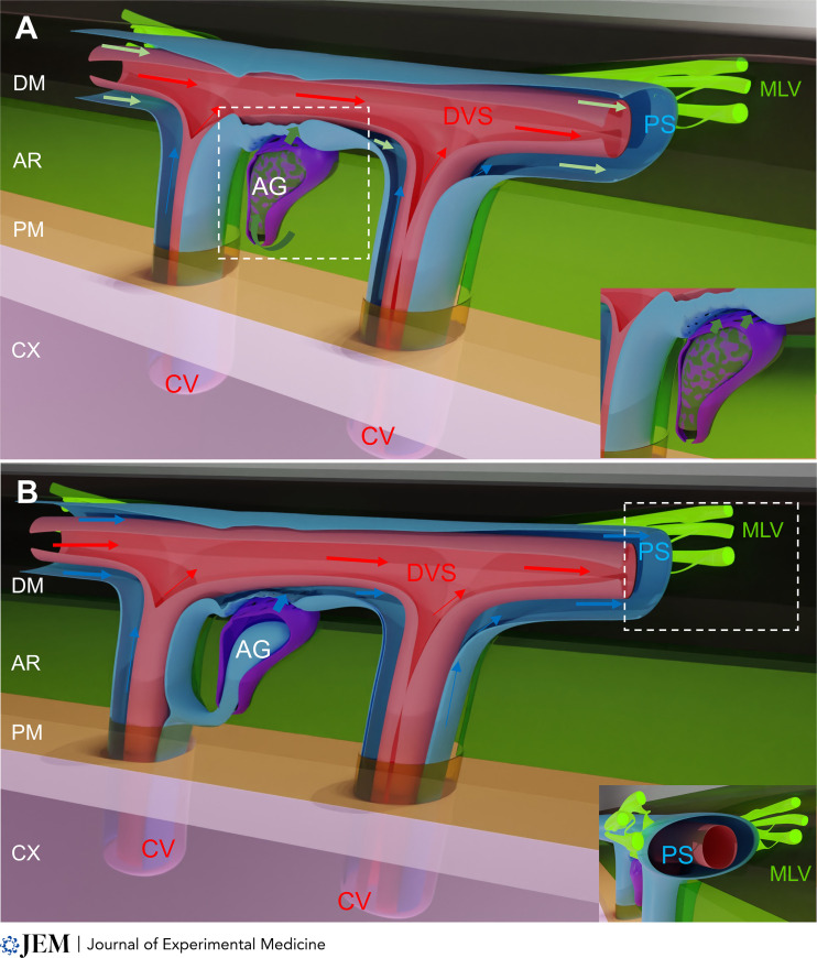 graphic file with name JEM_20221719_Fig2.jpg