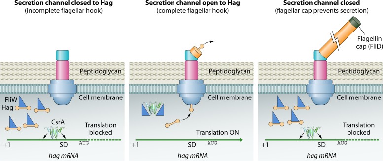 FIG 9