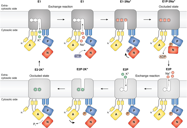 Figure 2