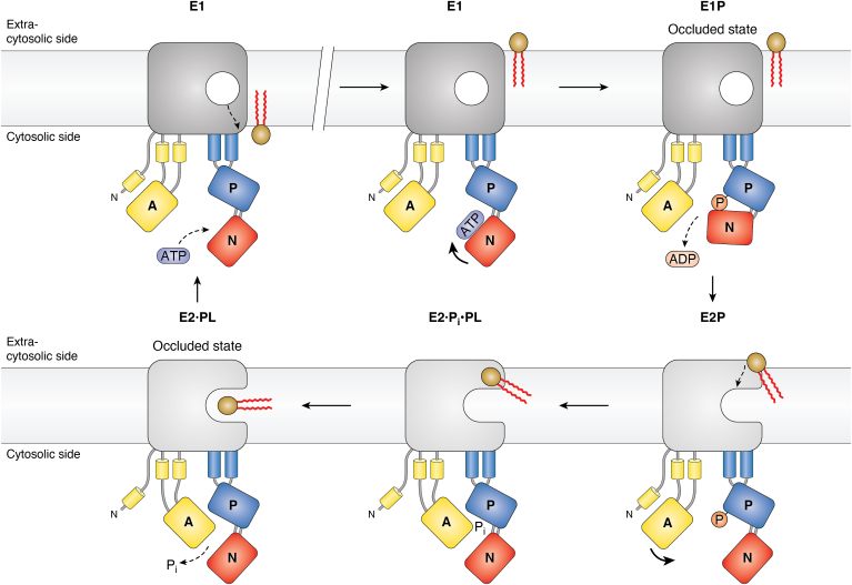 Figure 6