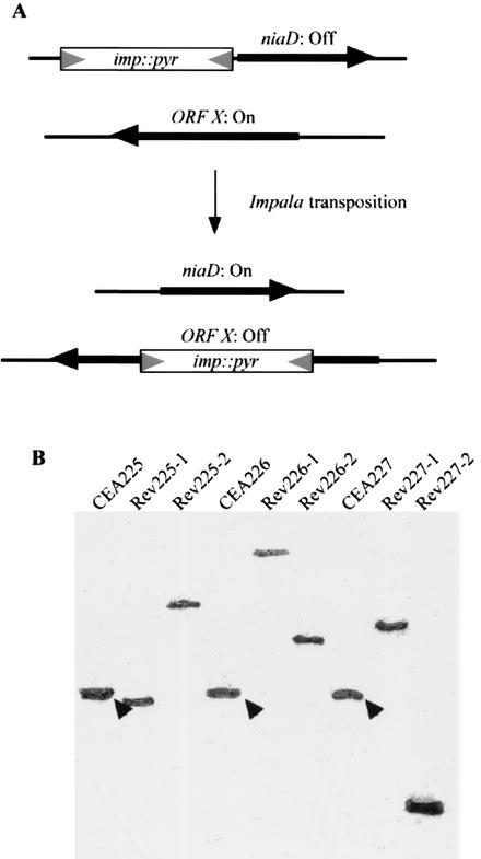 FIG. 2.