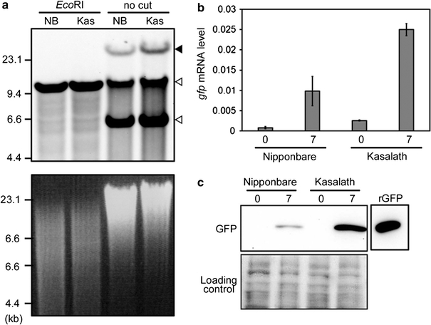 Fig. 4