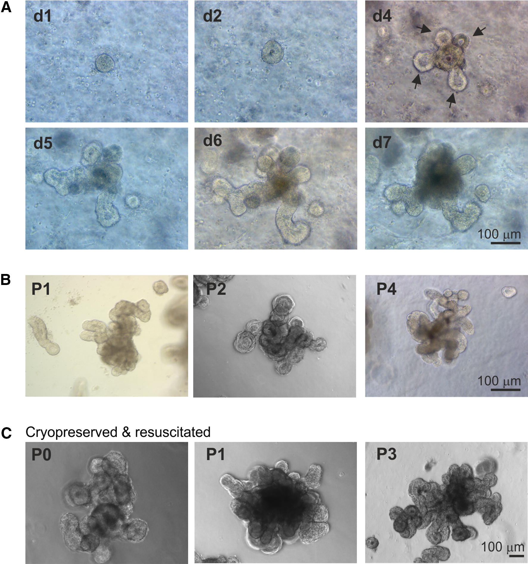 Figure 2