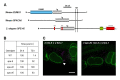 Figure 1 <i>spe-45(tm3715)</i> spermatozoa fail to fuse with oocytes in the spermatheca of <i>fem-1(hc17)</i> females