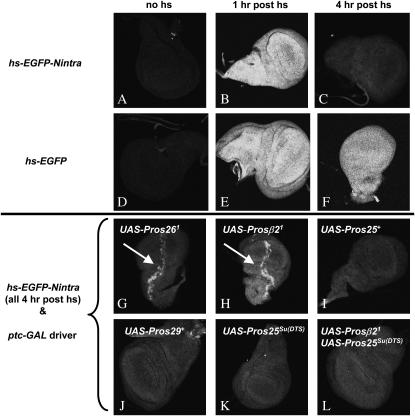 Figure 4.—