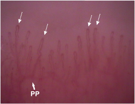 Fig. 2