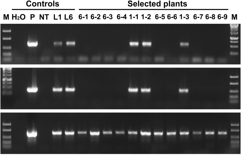 FIGURE 3