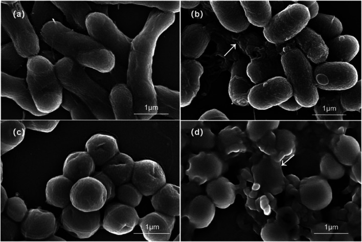 Fig. 10