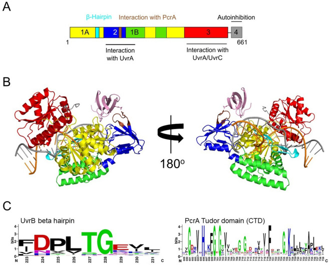 Figure 3—figure supplement 2.