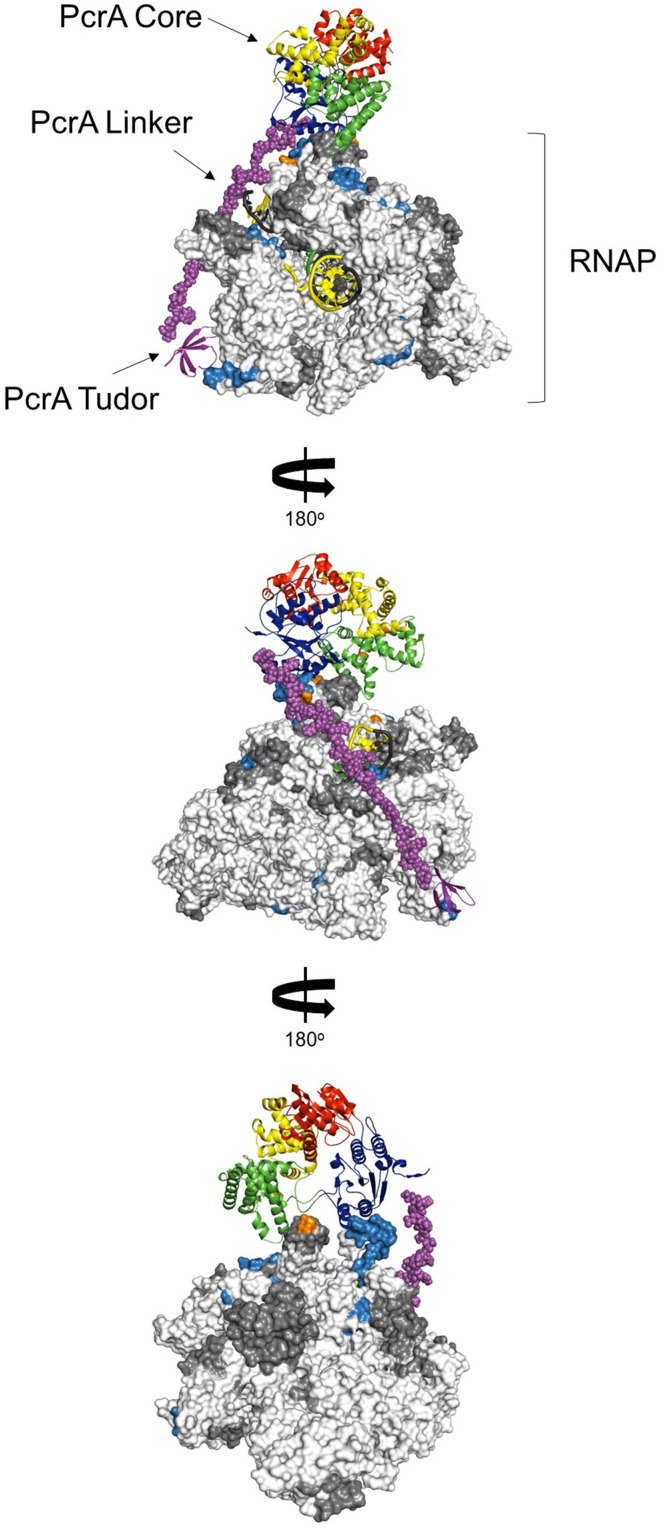 Figure 7—figure supplement 1.