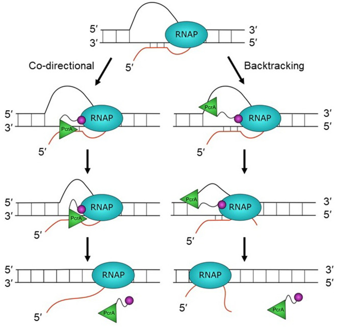 Figure 7.