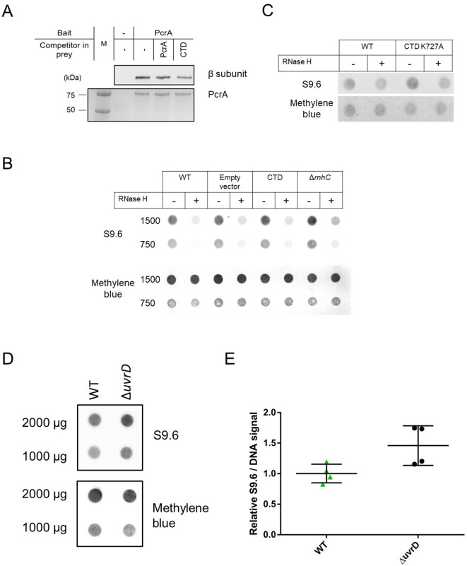 Figure 6—figure supplement 3.