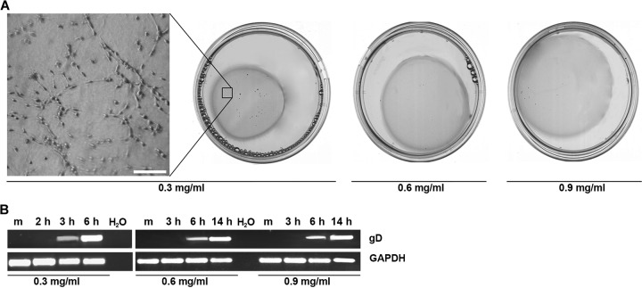 FIG 2