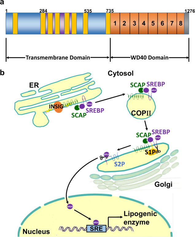 The cellular function of SCAP in metabolic signaling - PMC