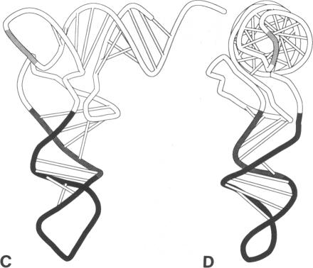 graphic file with name pnas01091-0013-a.jpg