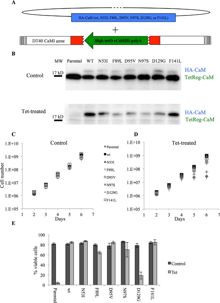 FIGURE 2.