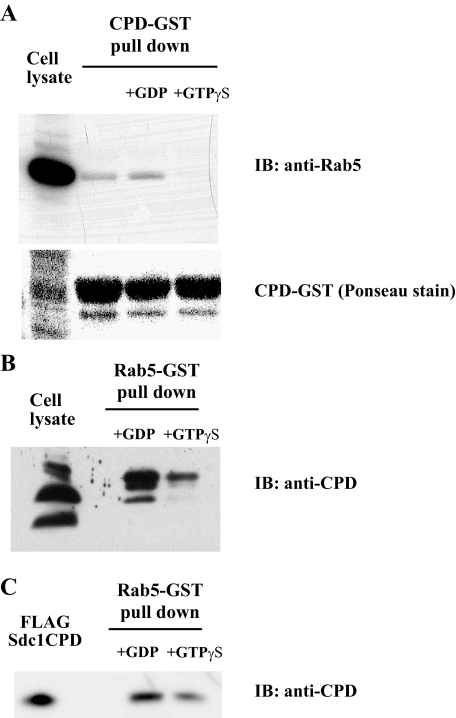 FIGURE 5.