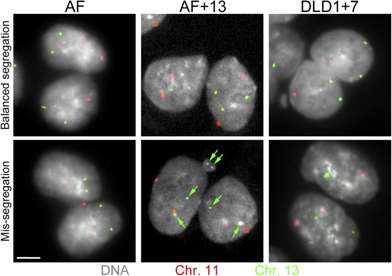 Figure 3—figure supplement 1.