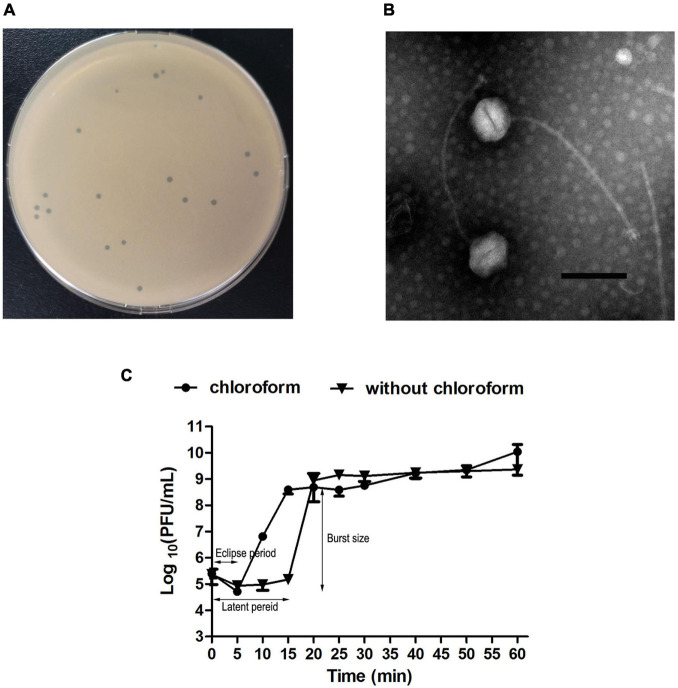 FIGURE 1