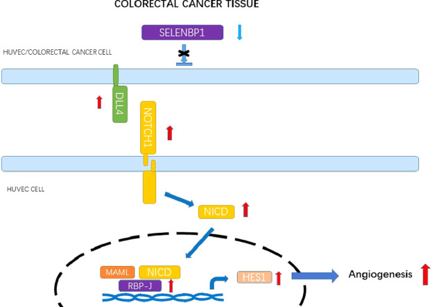 Image, graphical abstract